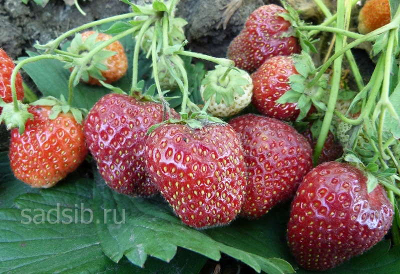 Земляника Незнакомка: ягоды