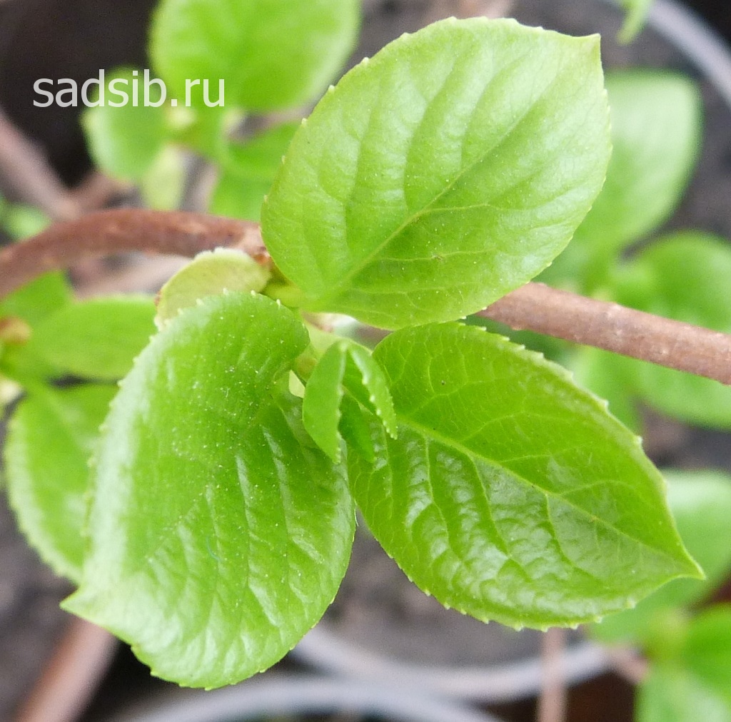 Весенние листья саженца лимонника