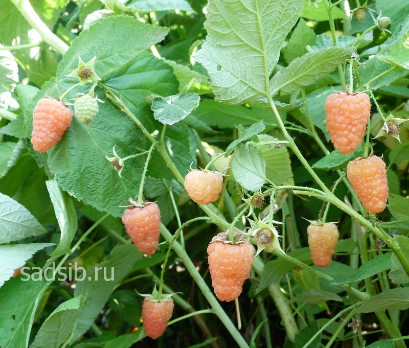 Куст малины Оранжевое Чудо