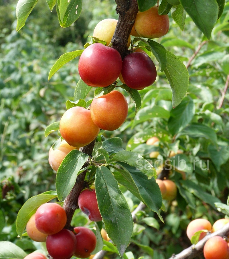 Сливы созрели